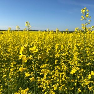 Meet your Posher, Chloe